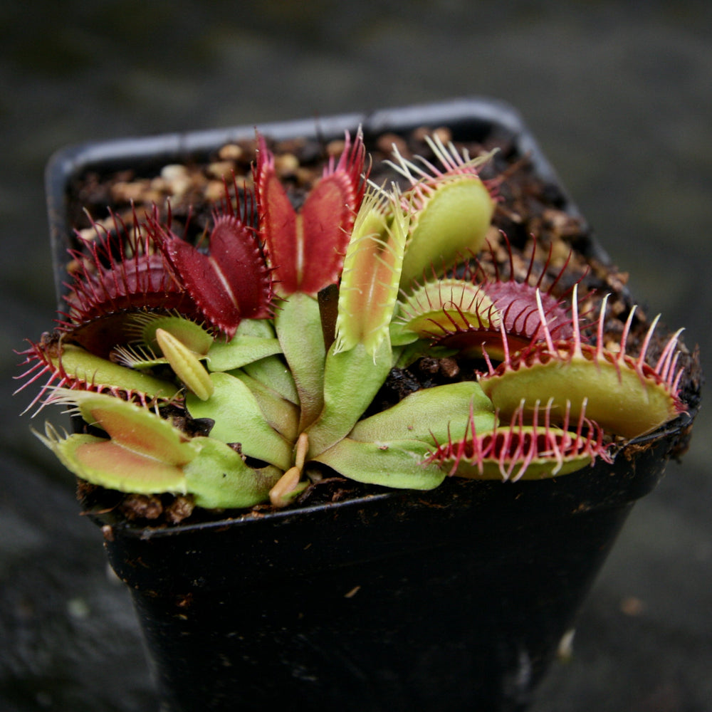 
                      
                        Venus Flytrap- Dionaea muscipula GJ Phalanx Wholesale
                      
                    