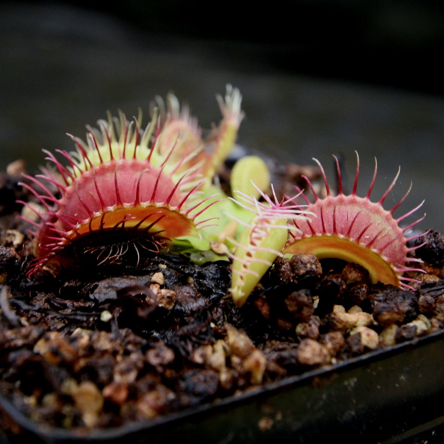 Venus Flytrap- Dionaea muscipula GJ Phalanx Wholesale