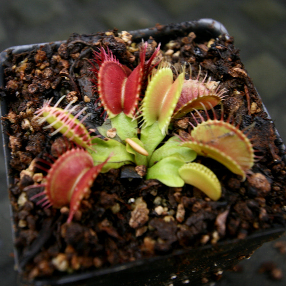 
                      
                        Venus Flytrap- Dionaea muscipula GJ Phalanx Wholesale
                      
                    