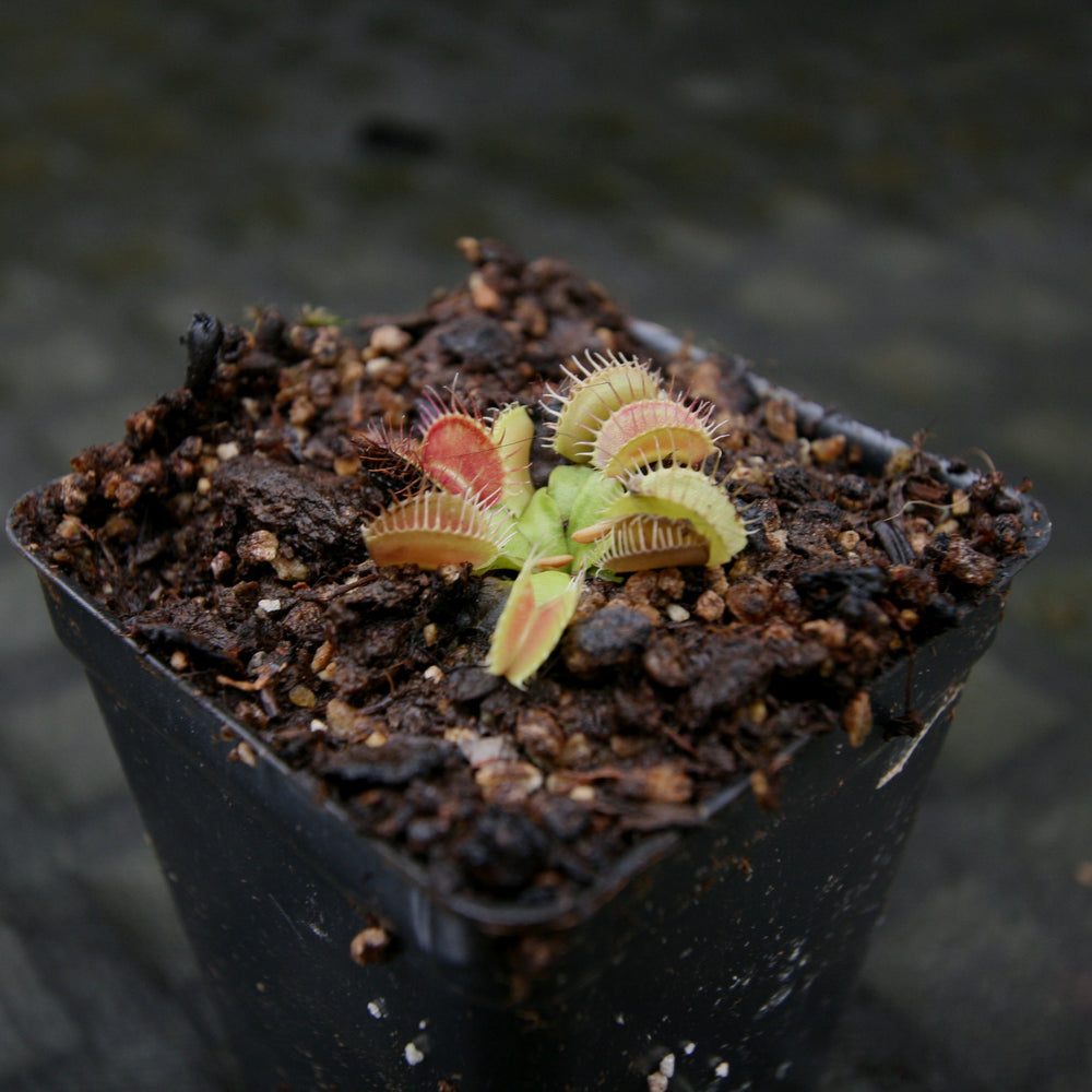 
                      
                        Venus Flytrap- Dionaea muscipula GJ Phalanx Wholesale
                      
                    