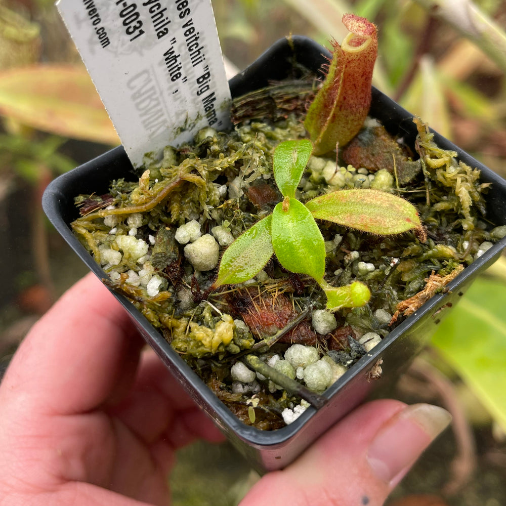 
                      
                        Nepenthes veitchii "Big Mama" x platychila "white", CAR-0031, pitcher plant, carnivorous plant, collectors plant, large pitchers, rare plants
                      
                    