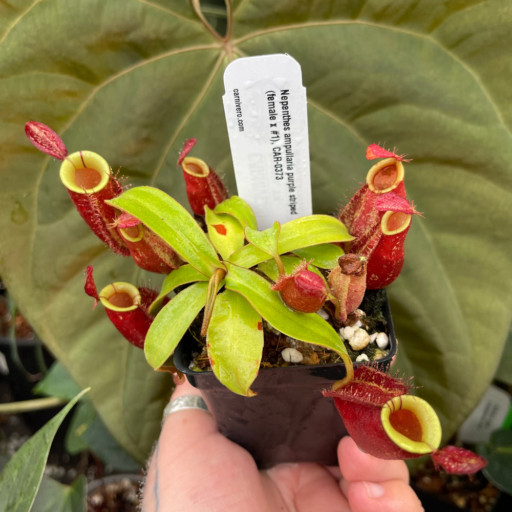 
                      
                        Nepenthes ampullaria purple striped (female x #1), CAR-0373
                      
                    