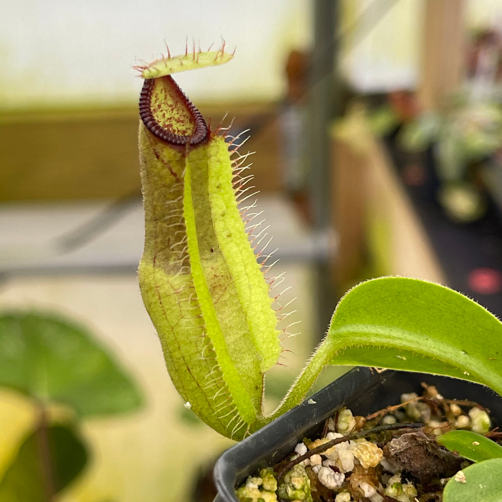 
                      
                        Nepenthes truncata JB x hamata Shafer, CAR-0424
                      
                    