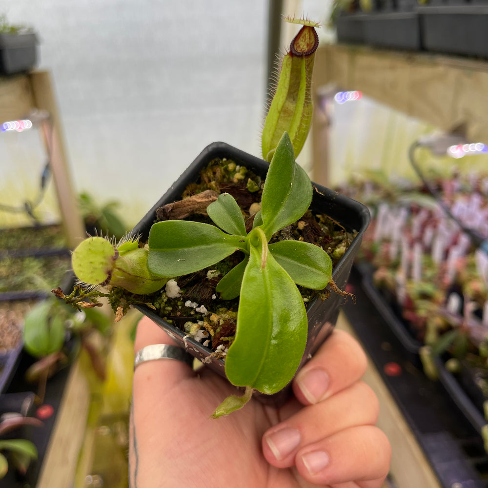 
                      
                        Nepenthes truncata JB x hamata Shafer, CAR-0424
                      
                    