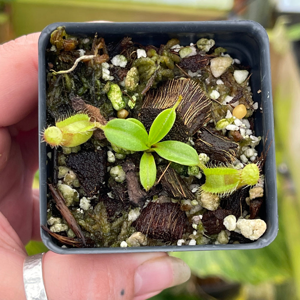 
                      
                        Nepenthes truncata JB x hamata Shafer, CAR-0424
                      
                    