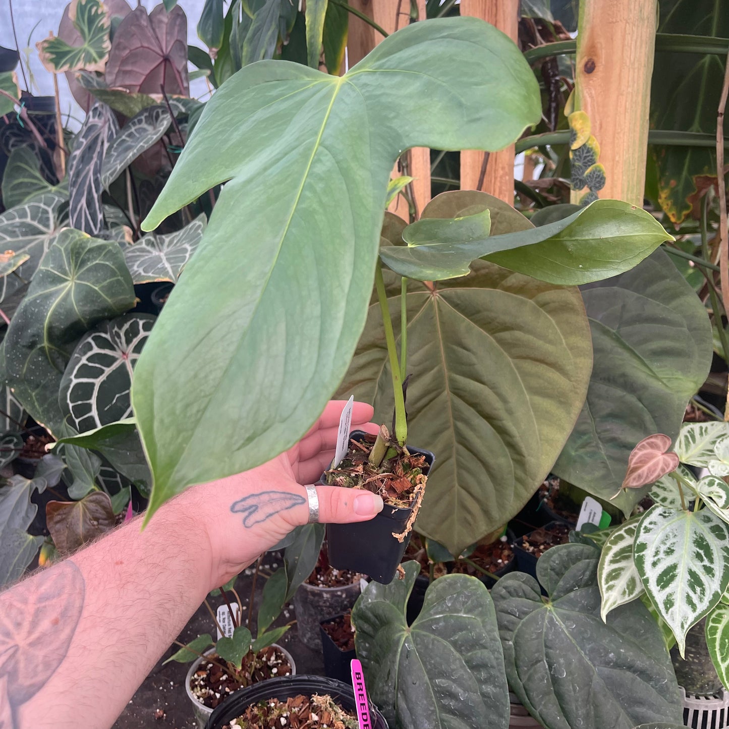 Anthurium truncicola