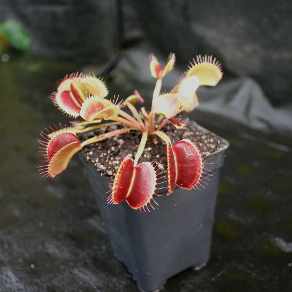 
                      
                        Venus Flytrap "King Henry" (Dionaea muscipula) Wholesale
                      
                    