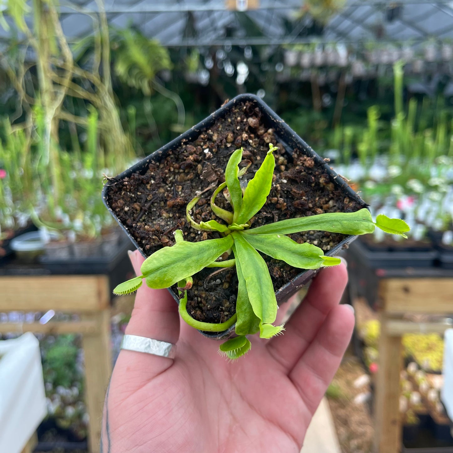 Venus Flytrap- Dionaea muscipula CK Double Cerberus