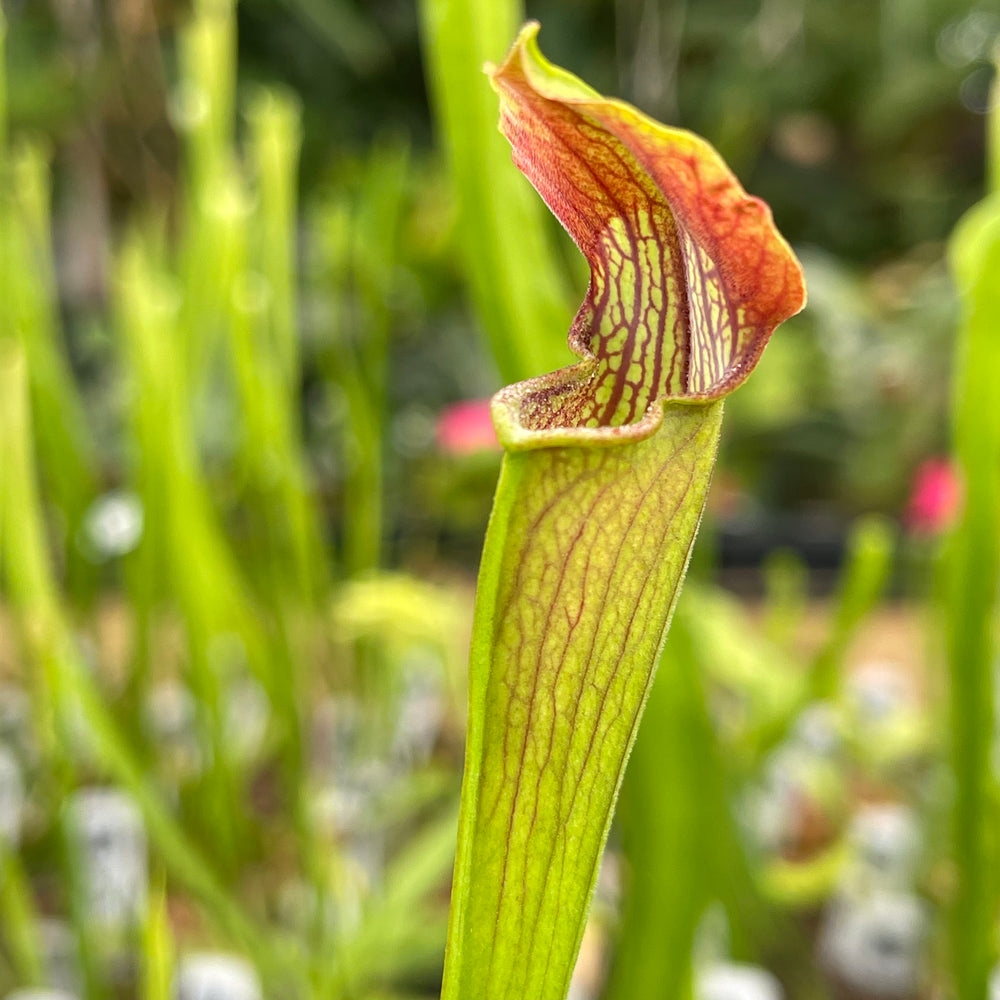 Sarracenia alata Dutch Super, Black Tube