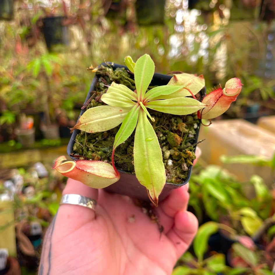 
                      
                        Nepenthes mirabilis var. globosa, BE-3928
                      
                    