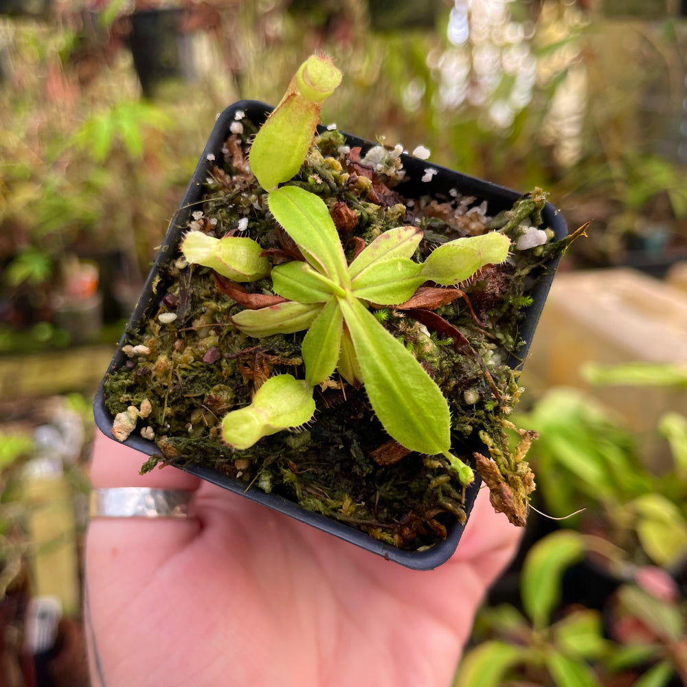 
                      
                        Nepenthes mirabilis var. globosa, BE-3928
                      
                    