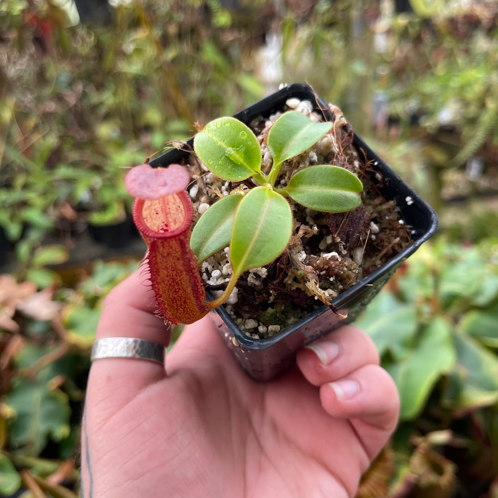 
                      
                        Nepenthes petiolata
                      
                    