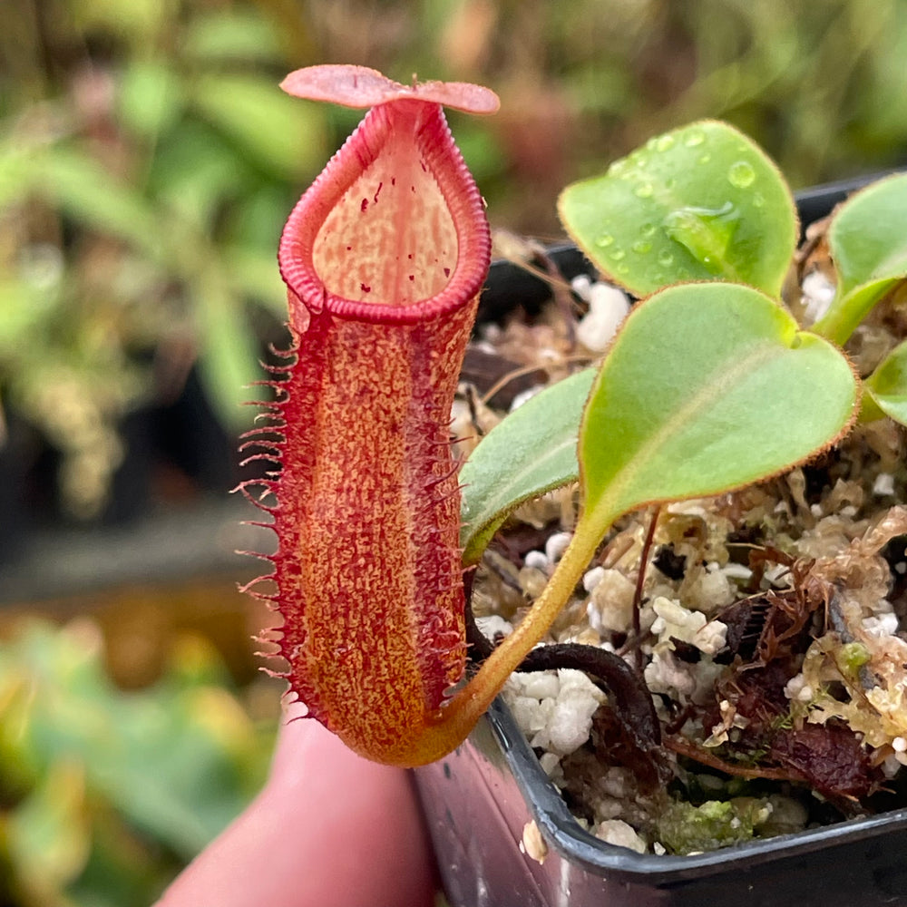 
                      
                        Nepenthes petiolata
                      
                    