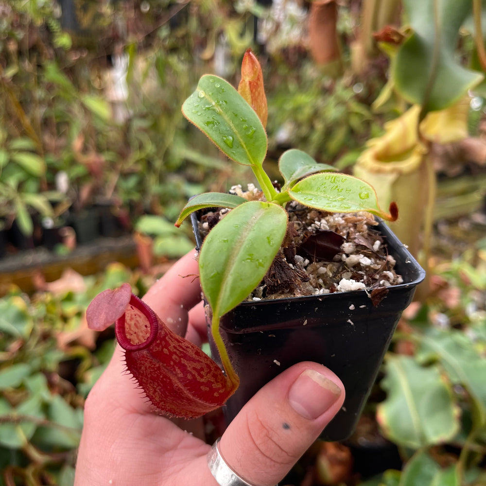 
                      
                        Nepenthes petiolata
                      
                    