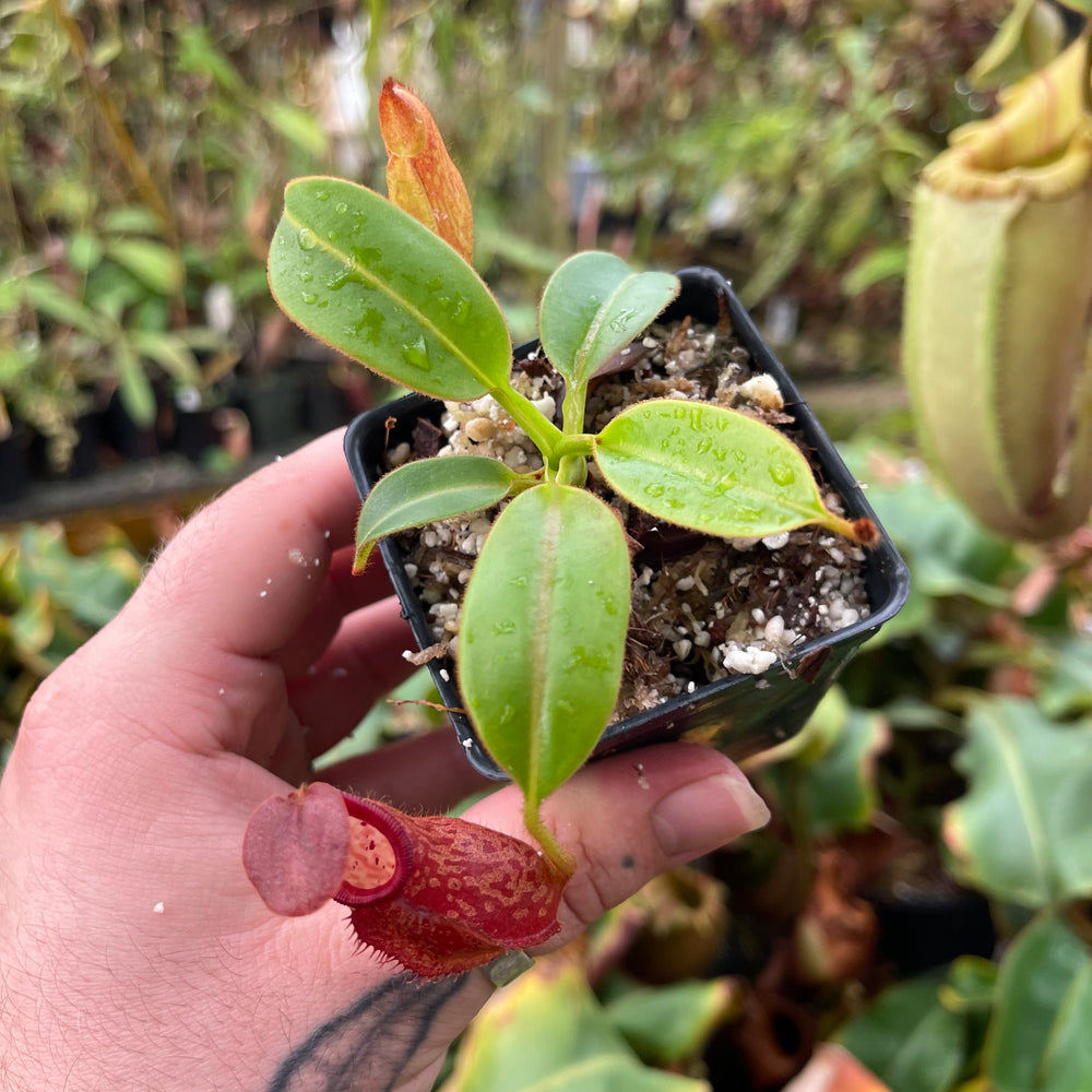 
                      
                        Nepenthes petiolata
                      
                    