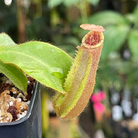 Nepenthes veitchii [(Murud x Candy) -Best Clone x (Akazukin x Bareo)], CAR-0441