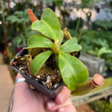 Nepenthes veitchii [(Murud x Candy) -Best Clone x (Akazukin x Bareo)], CAR-0441