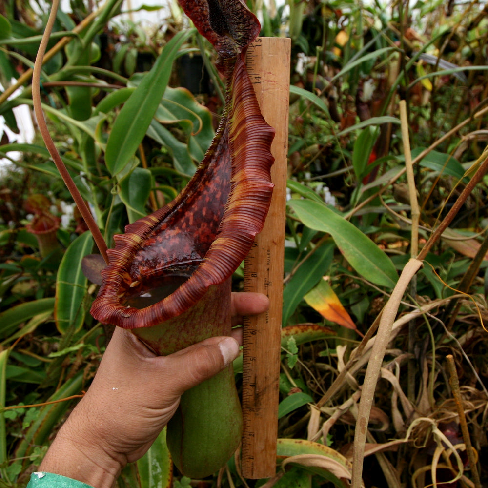 Nepenthes (lowii x truncata)-Giant