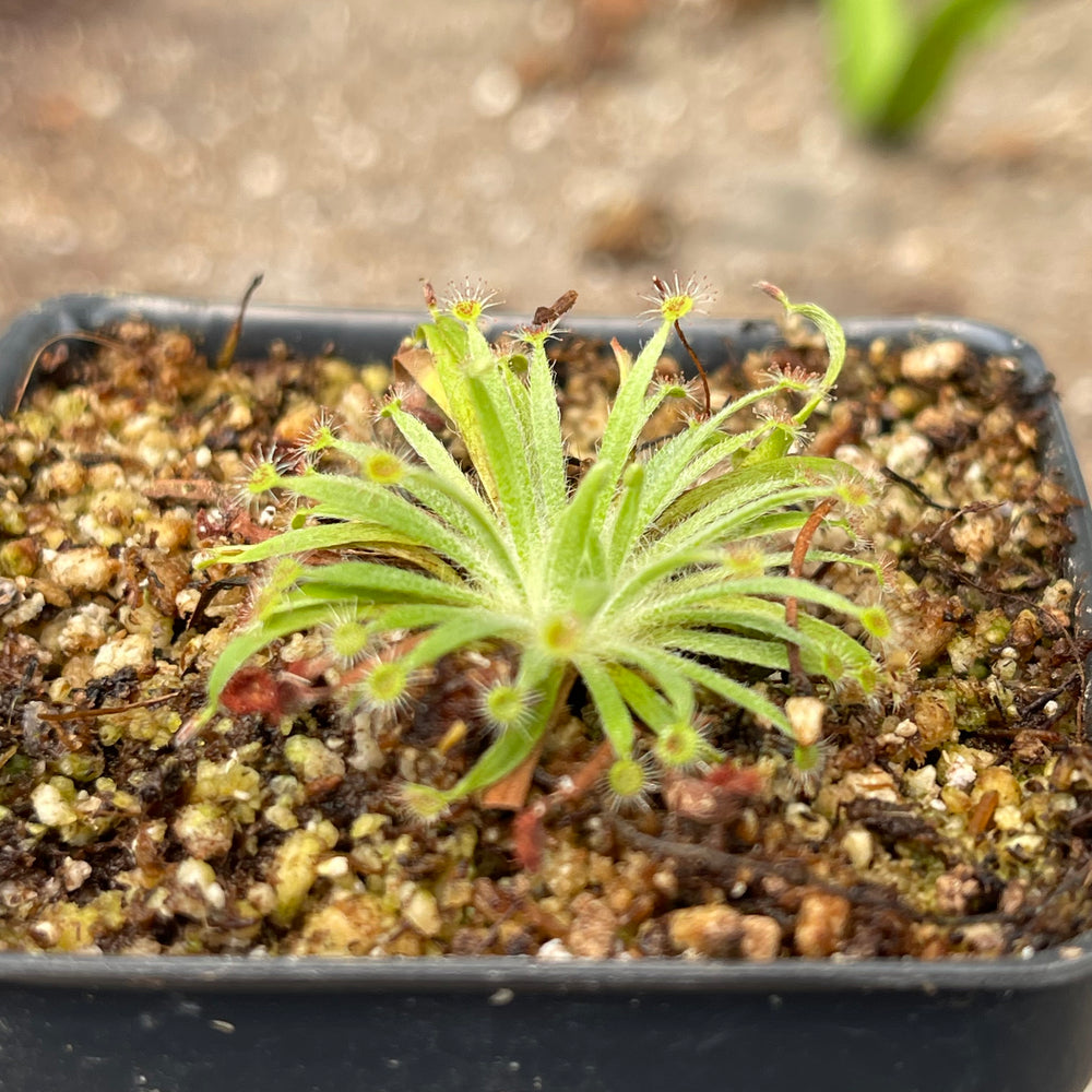 
                      
                        Drosera fulva sundew
                      
                    