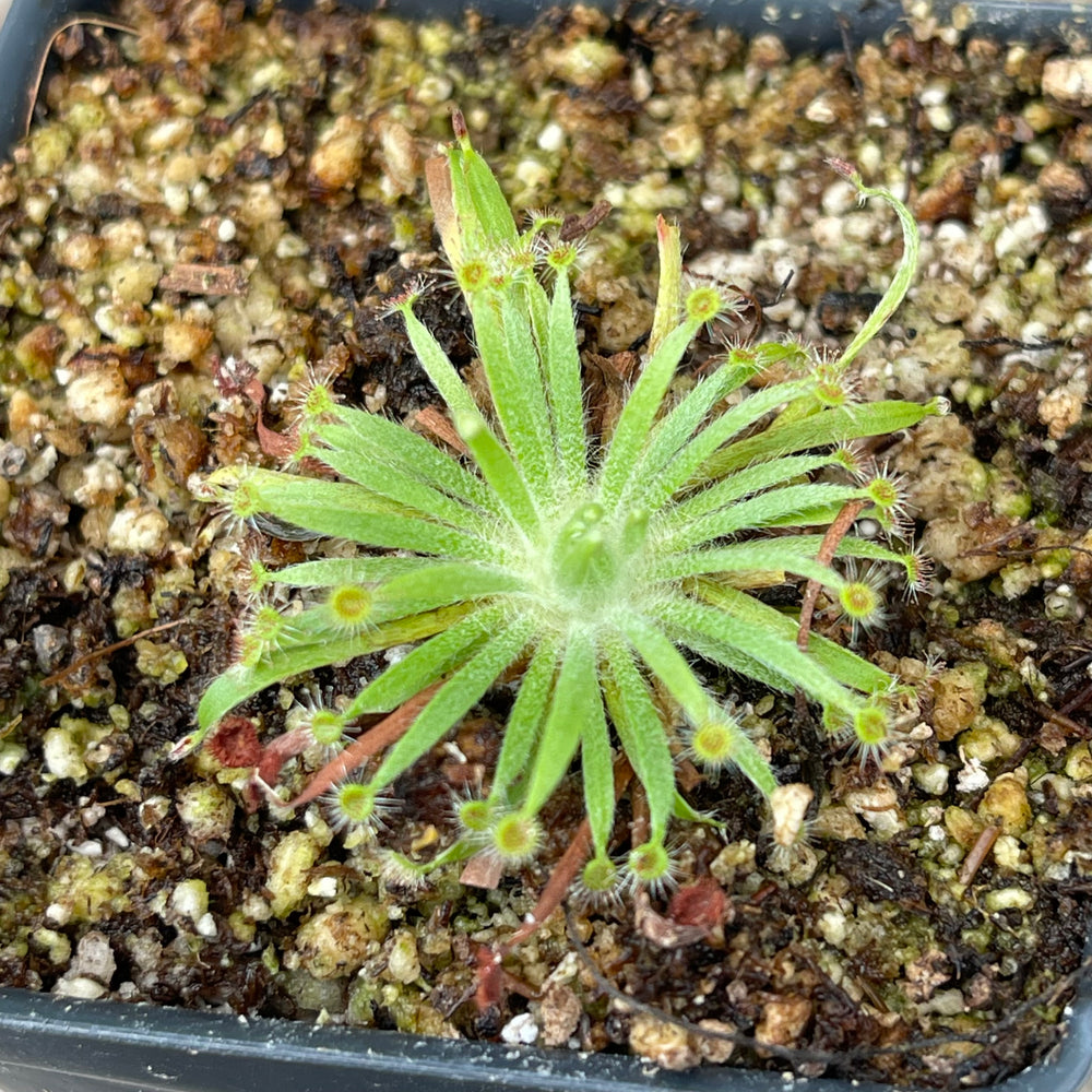 
                      
                        Drosera fulva sundew
                      
                    