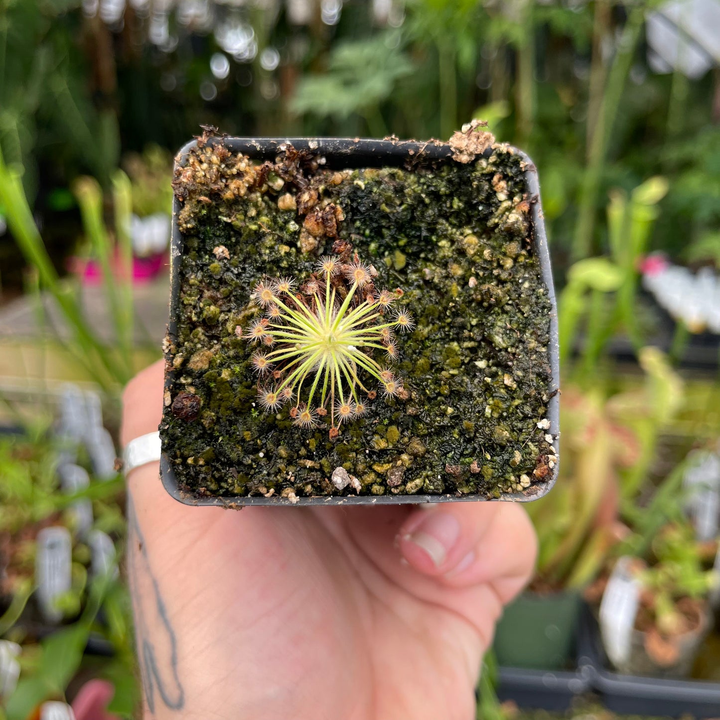 Drosera broomensis (Deep Creek x Nimalaica Claypan Lake Region)