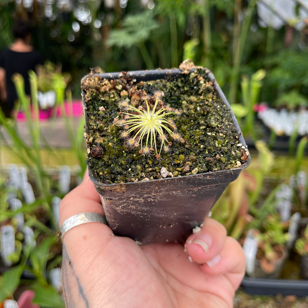 Drosera broomensis (Deep Creek x Nimalaica Claypan Lake Region)