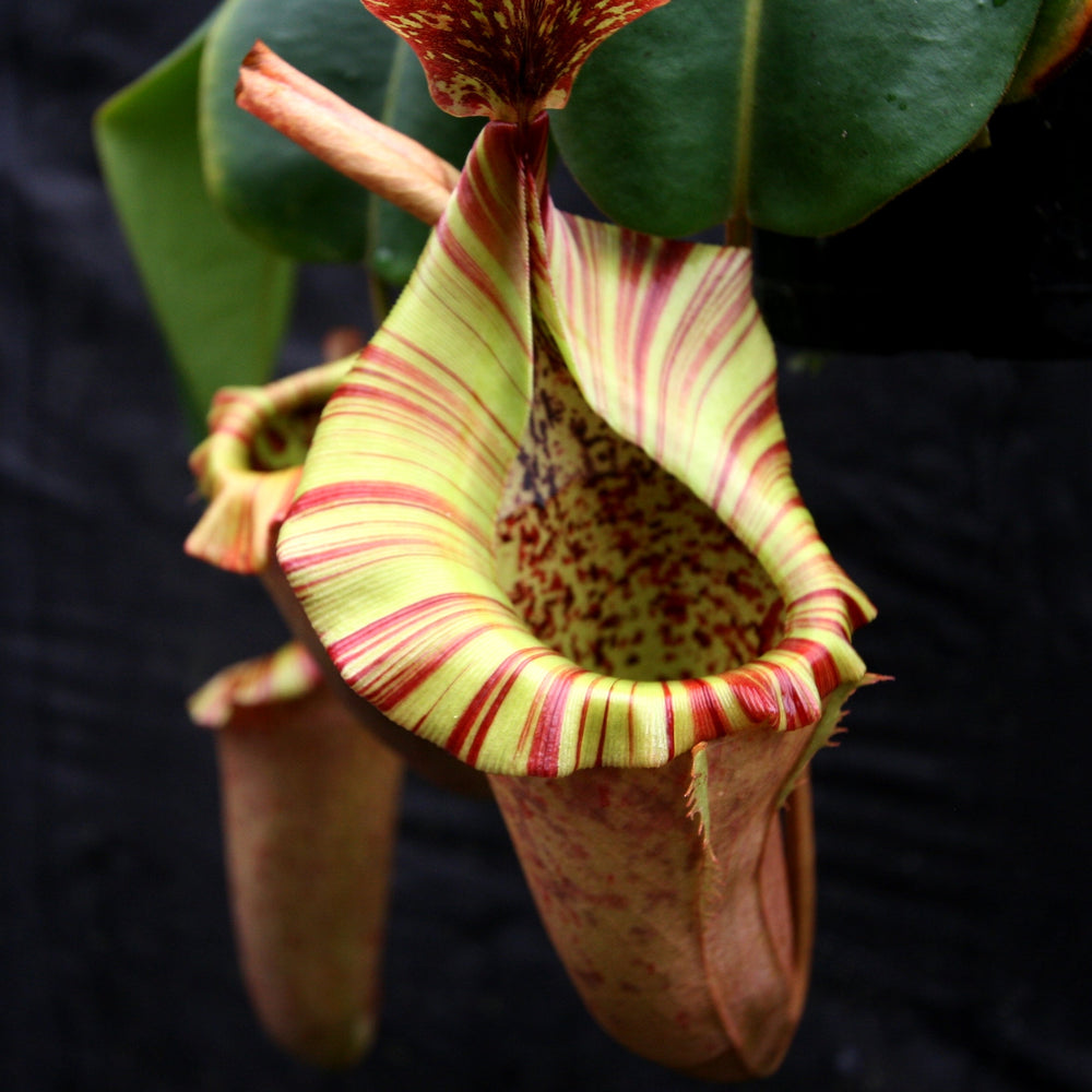 Nepenthes (maxima x campanulata) x veitchii "The Wave", CAR-0070 - Exact Plant 01/26/24