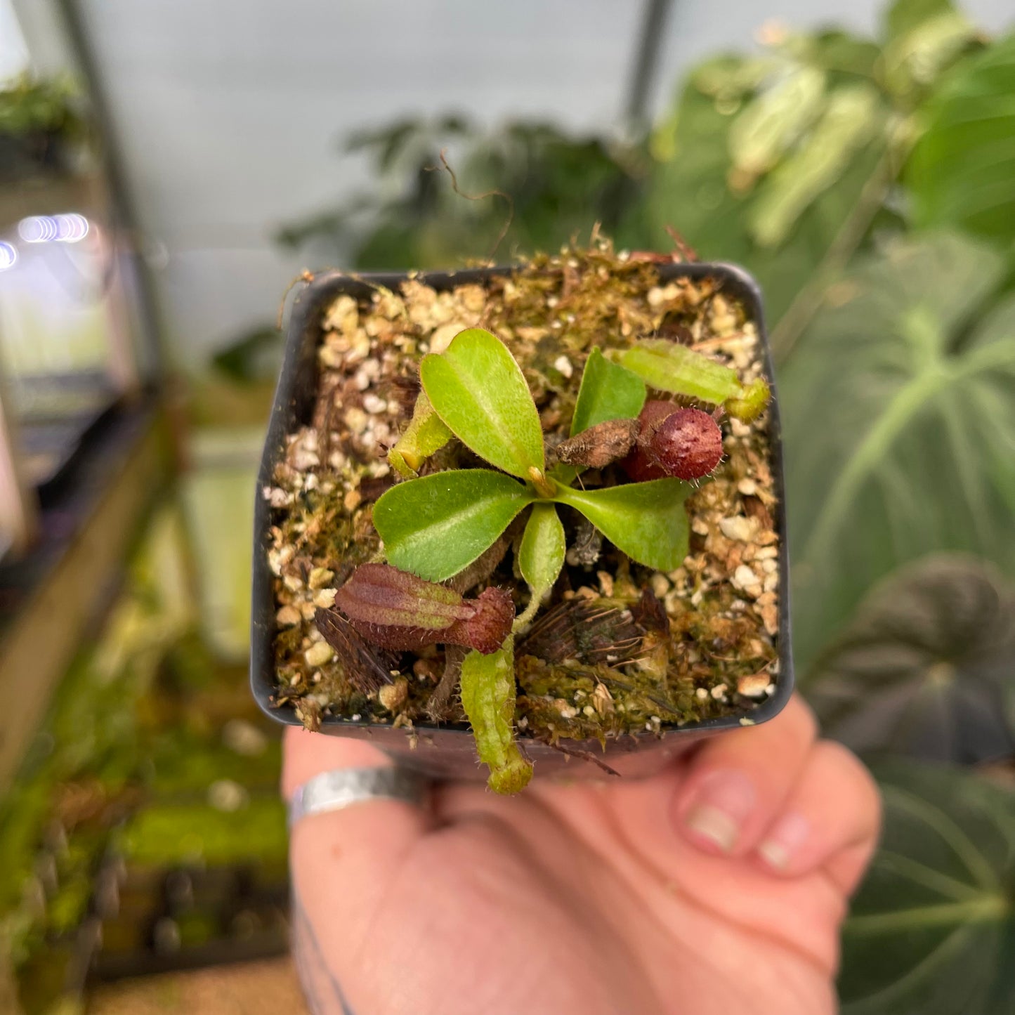 Nepenthes {[(Rokko x boschiana) x veitchii] x (lowii x truncata)}, CAR-0448