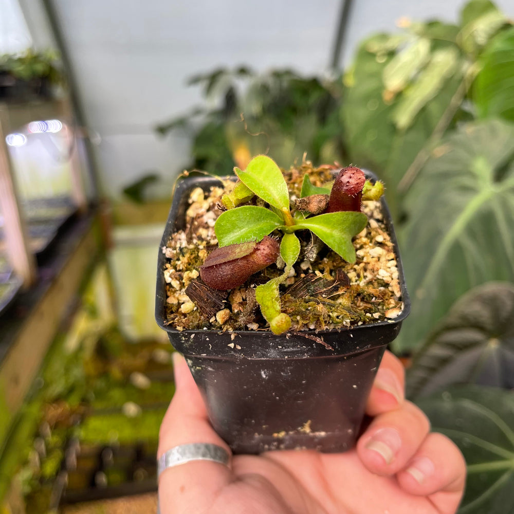 
                      
                        Nepenthes {[(Rokko x boschiana) x veitchii] x (lowii x truncata)}, CAR-0448
                      
                    