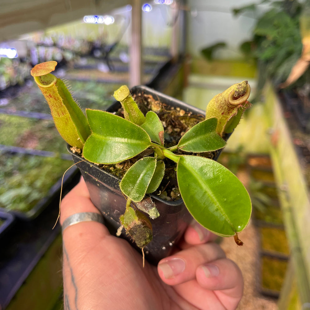 
                      
                        Nepenthes {[(Rokko x boschiana) x veitchii] x (lowii x truncata)}, CAR-0448
                      
                    