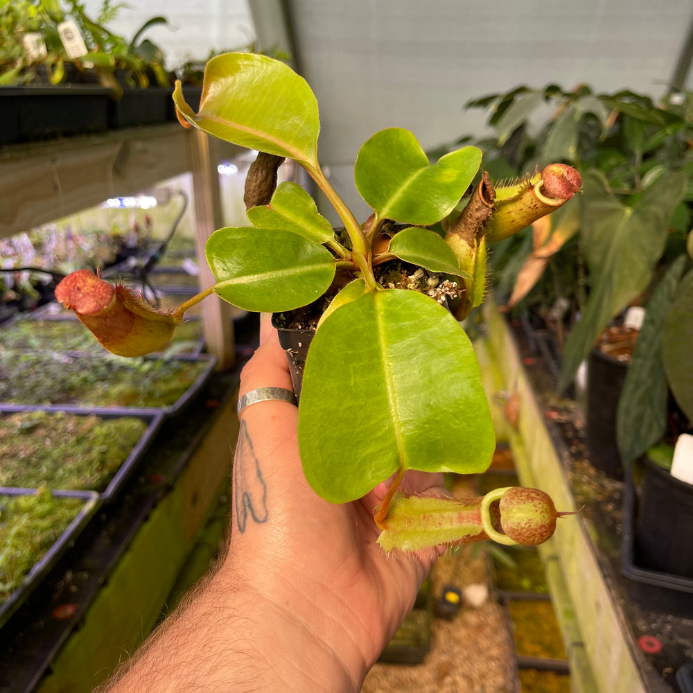 
                      
                        Nepenthes {[(Rokko x boschiana) x veitchii] x (lowii x truncata)}, CAR-0448
                      
                    