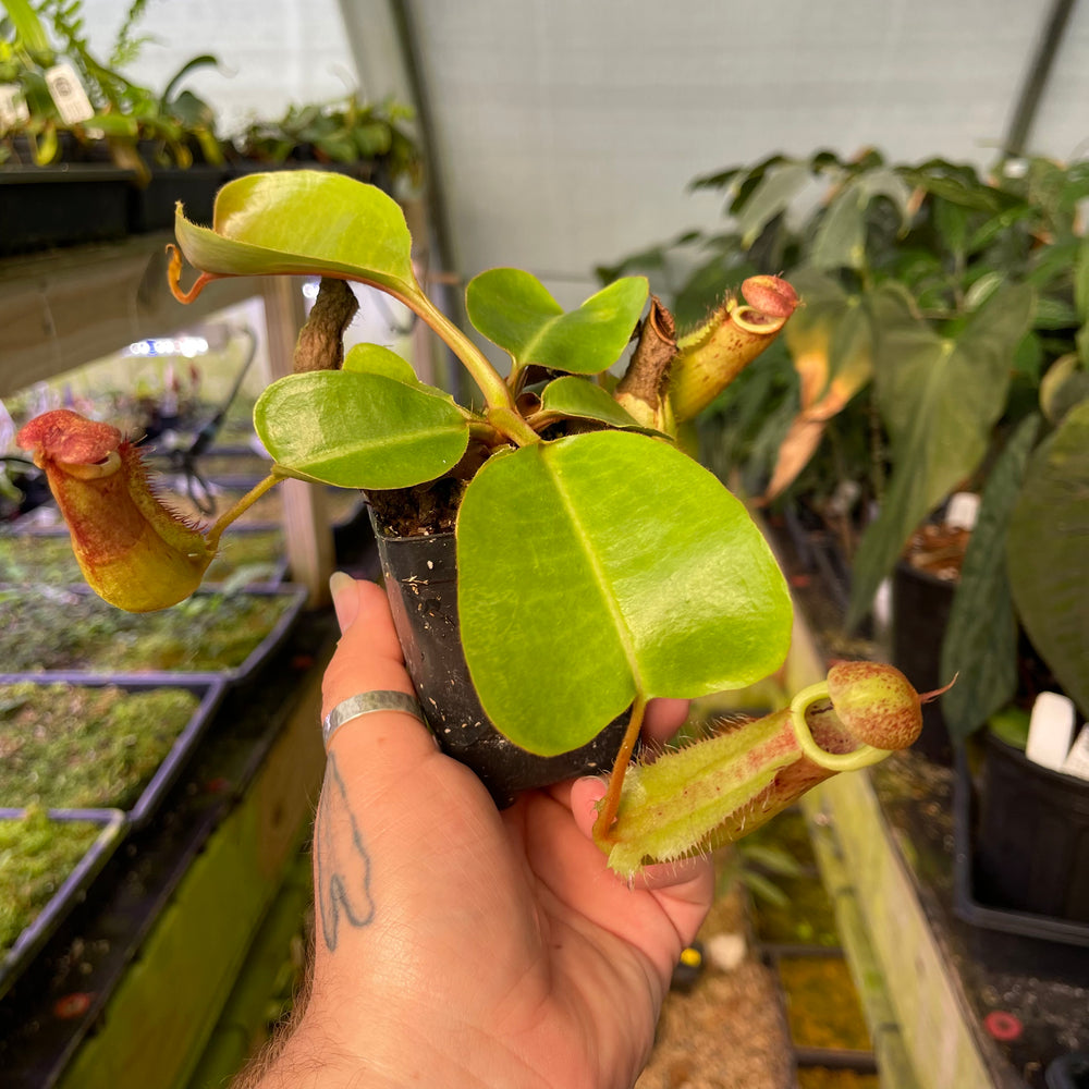 
                      
                        Nepenthes {[(Rokko x boschiana) x veitchii] x (lowii x truncata)}, CAR-0448
                      
                    