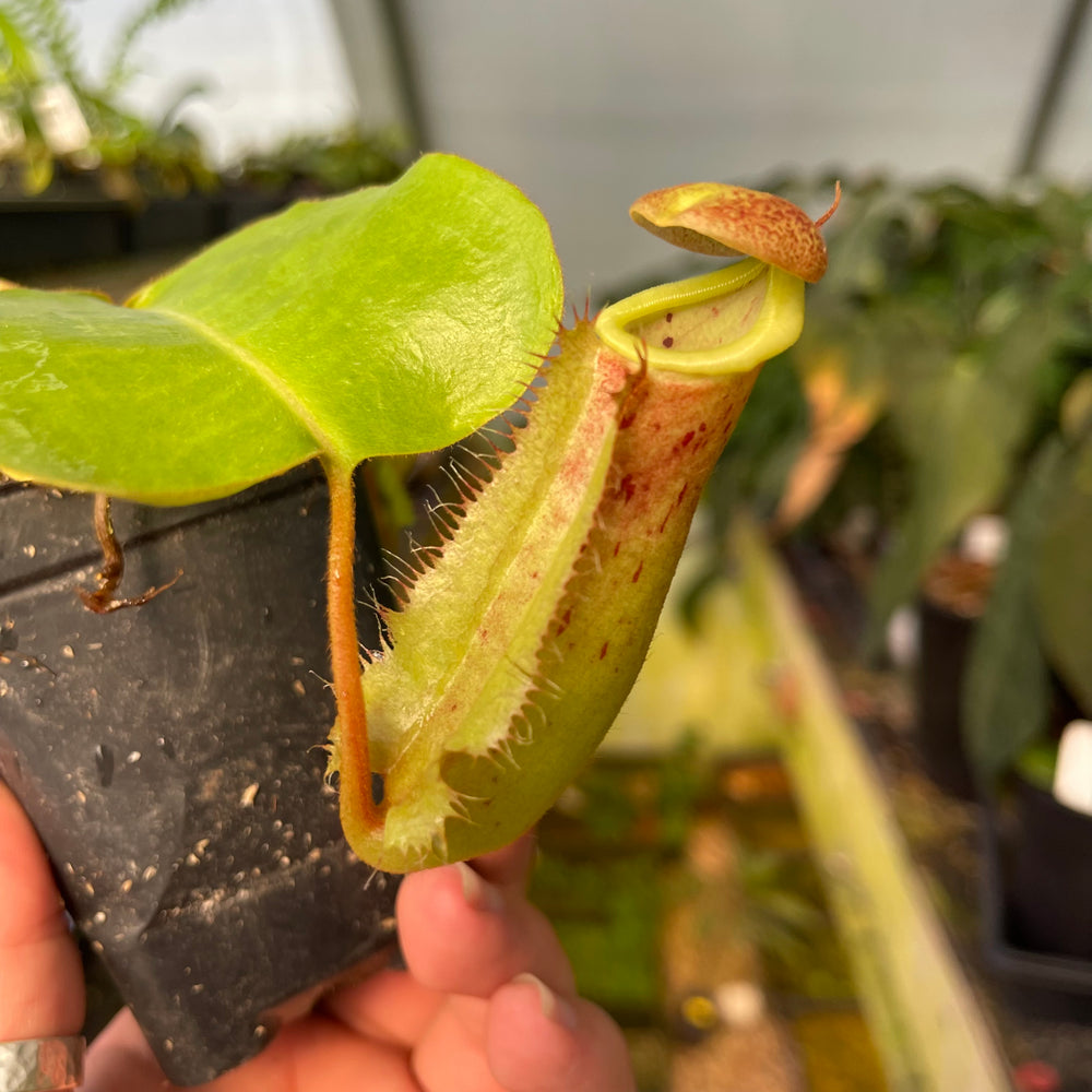 
                      
                        Nepenthes {[(Rokko x boschiana) x veitchii] x (lowii x truncata)}, CAR-0448
                      
                    