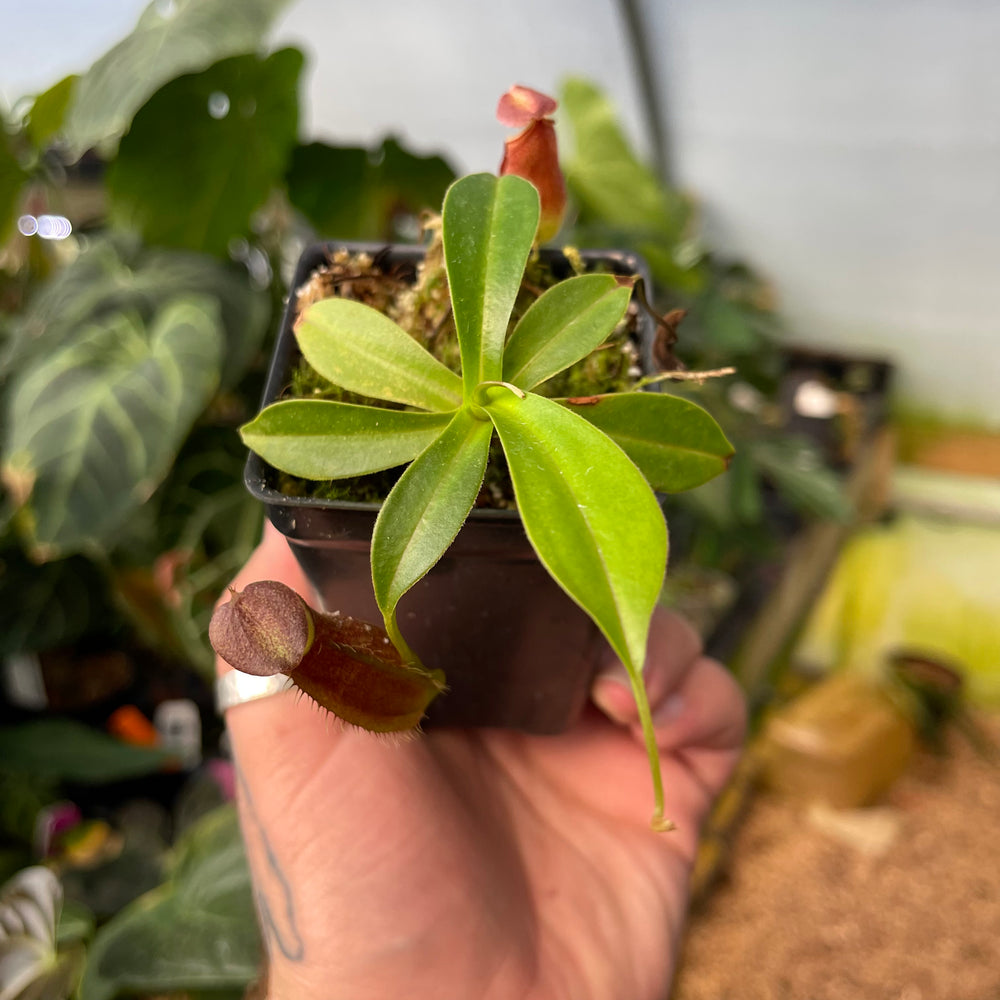 Nepenthes spathulata x gymnamphora, BE-3422