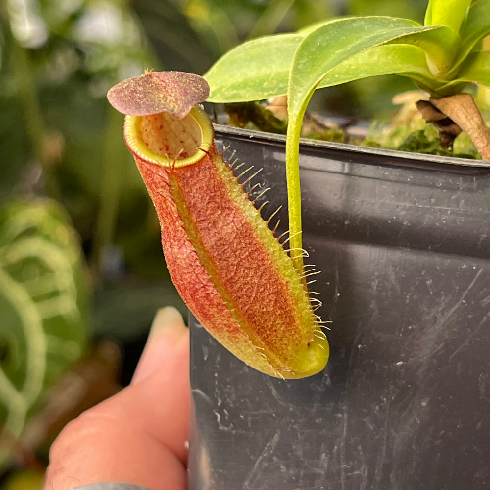 
                      
                        Nepenthes spathulata x gymnamphora, BE-3422
                      
                    