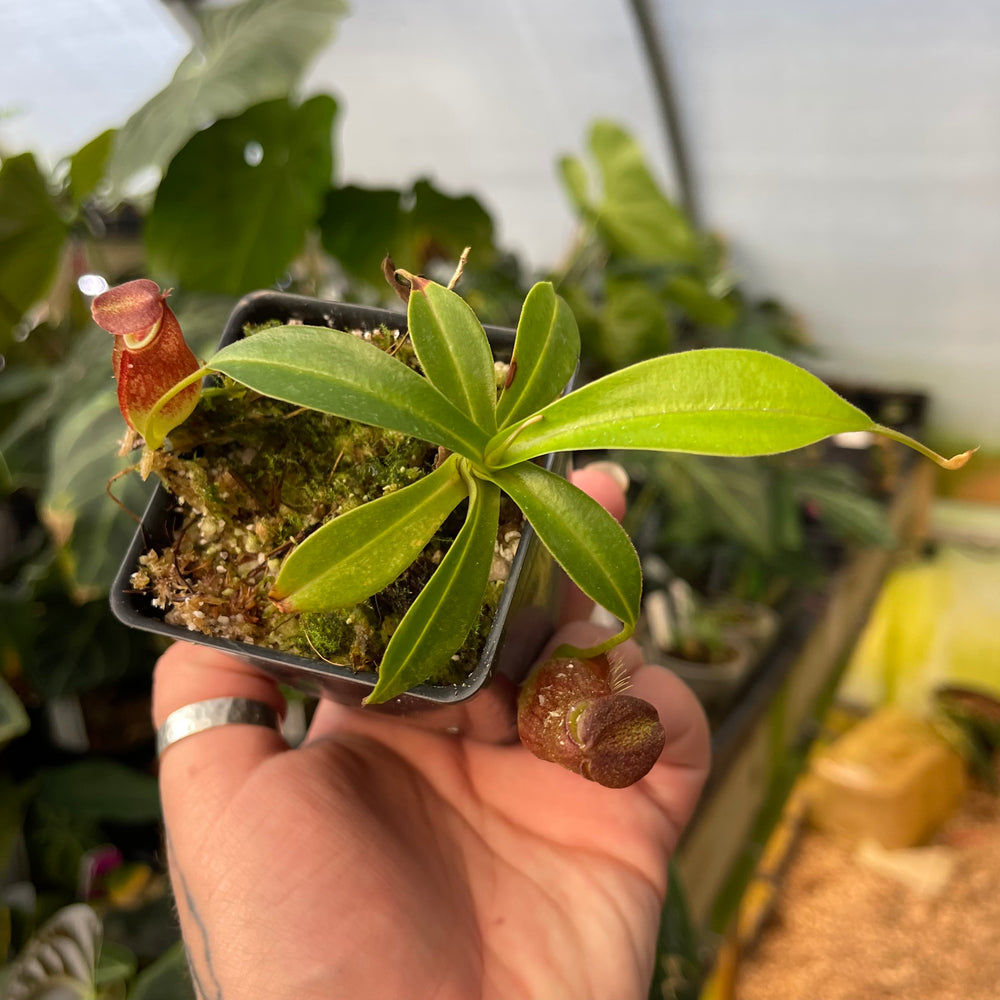 
                      
                        Nepenthes spathulata x gymnamphora, BE-3422
                      
                    