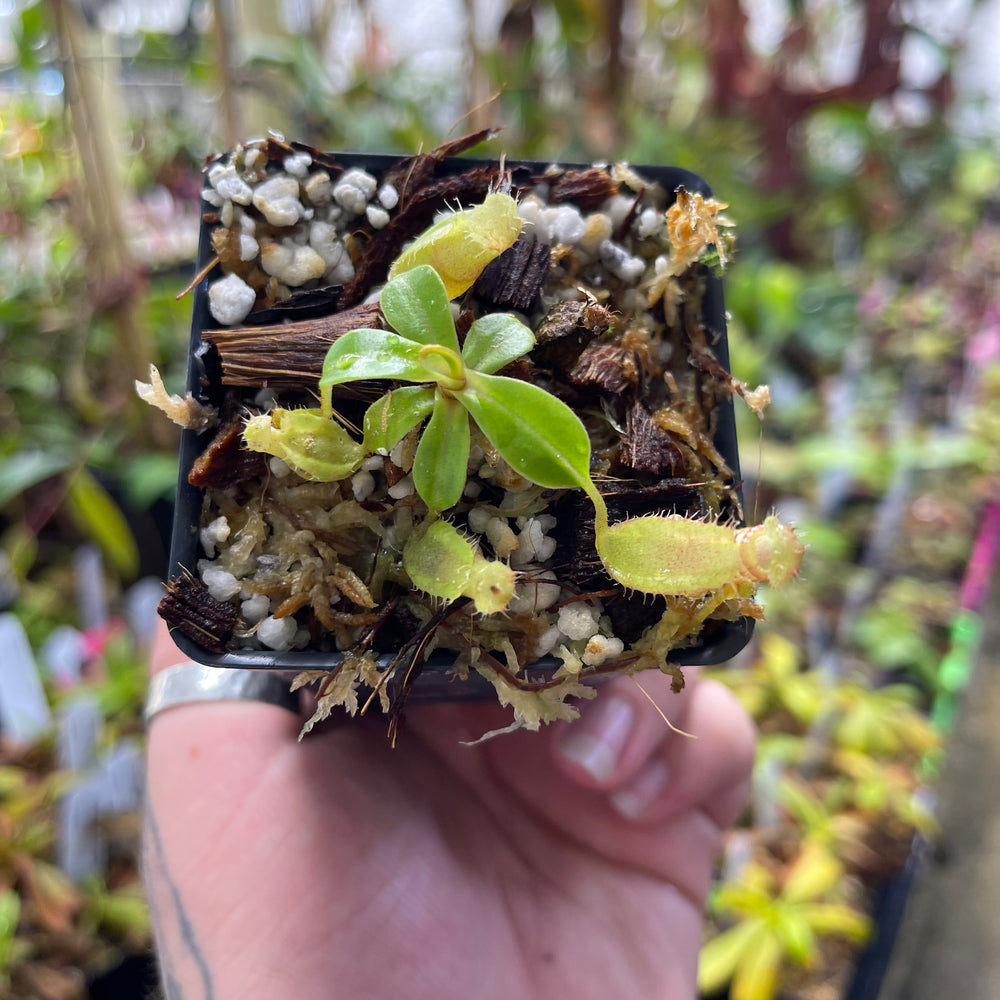 
                      
                        Nepenthes ventricosa 'Denver' x edwardsiana, CAR-0447
                      
                    