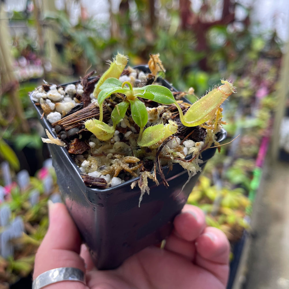 
                      
                        Nepenthes ventricosa 'Denver' x edwardsiana, CAR-0447
                      
                    