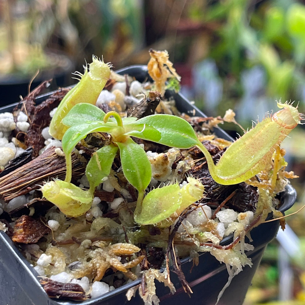 
                      
                        Nepenthes ventricosa 'Denver' x edwardsiana, CAR-0447
                      
                    