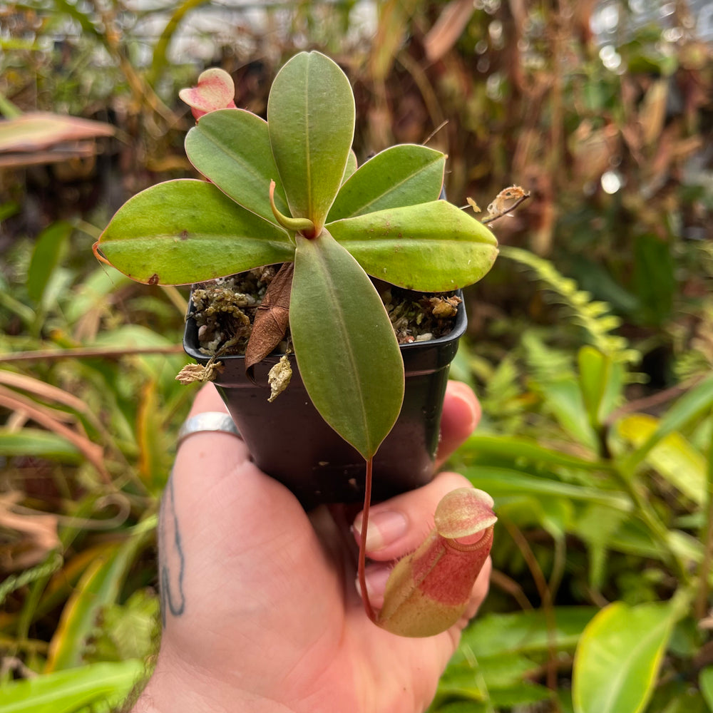 
                      
                        Nepenthes sibuyanensis x merrilliana, BE 4026
                      
                    