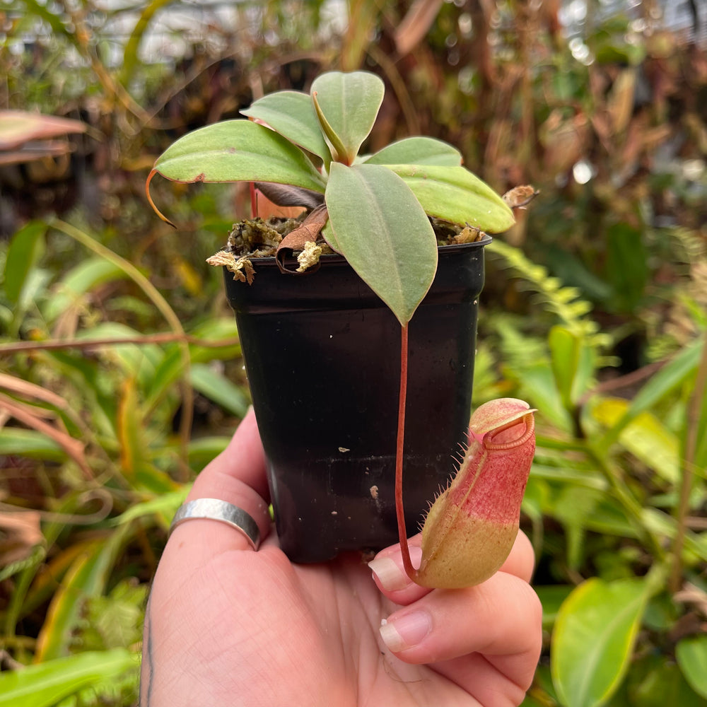 
                      
                        Nepenthes sibuyanensis x merrilliana, BE 4026
                      
                    