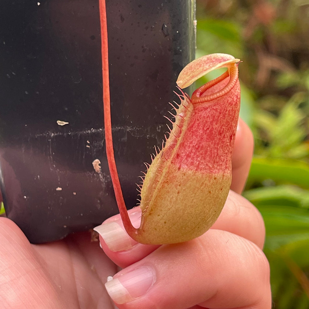 
                      
                        Nepenthes sibuyanensis x merrilliana, BE 4026
                      
                    