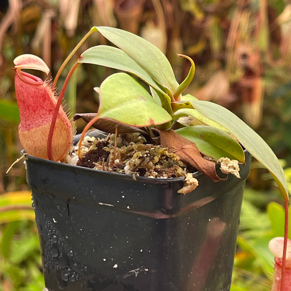 
                      
                        Nepenthes sibuyanensis x merrilliana, BE 4026
                      
                    