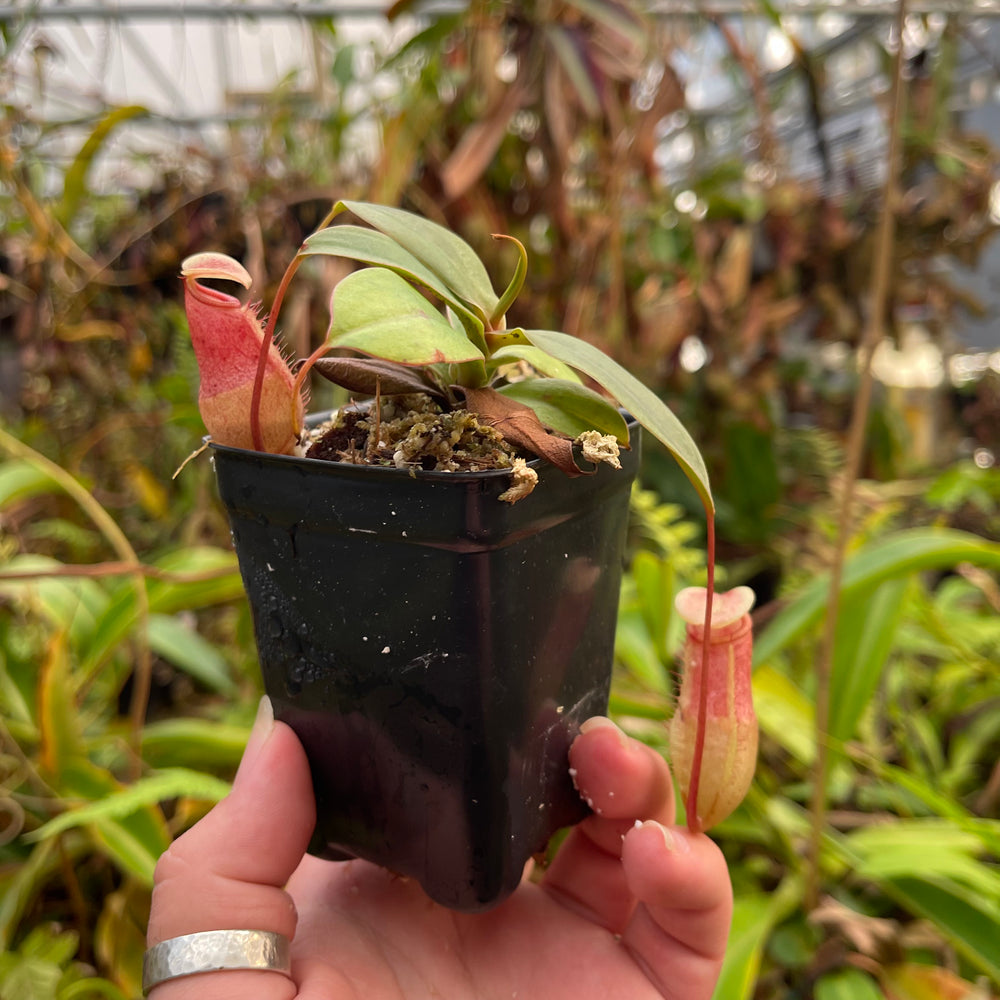 
                      
                        Nepenthes sibuyanensis x merrilliana, BE 4026
                      
                    