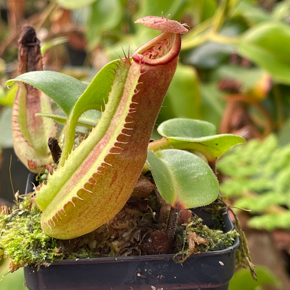 
                      
                        Nepenthes truncata (d-upton x C-E), CAR-0451
                      
                    