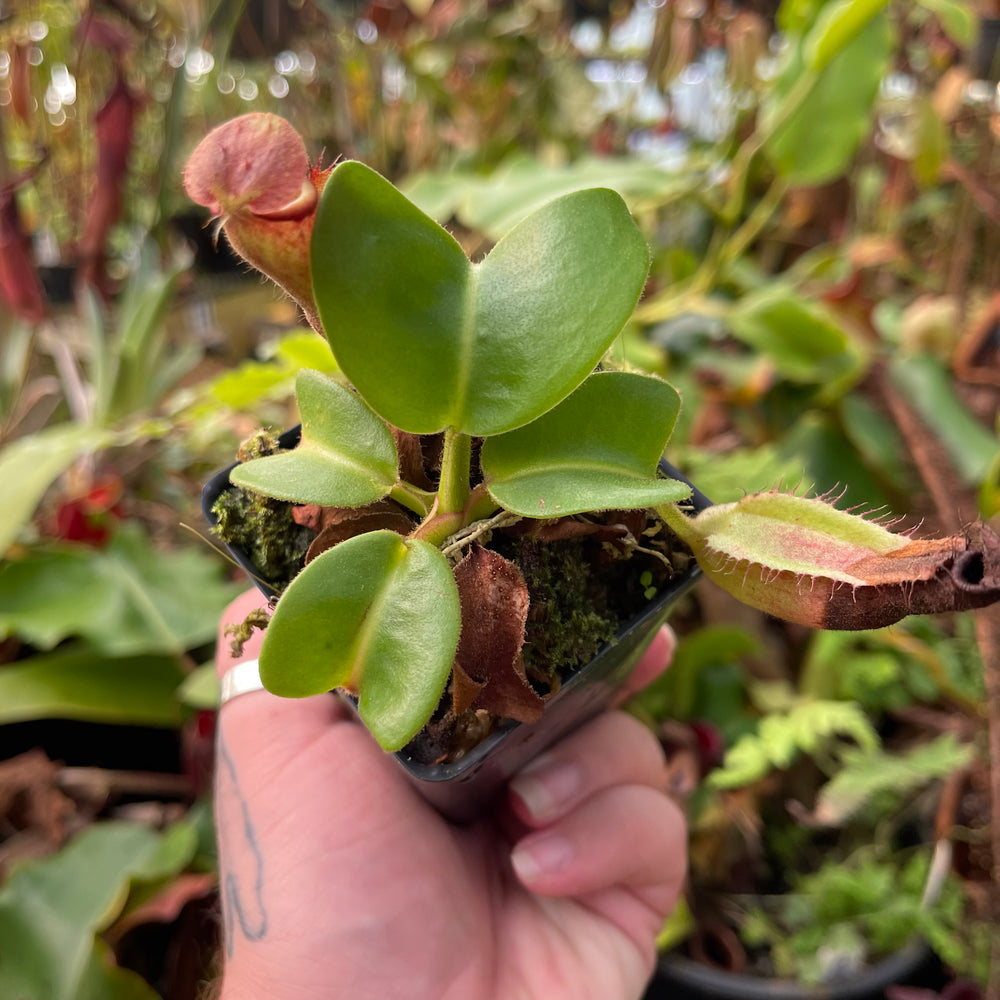 
                      
                        Nepenthes truncata (d-upton x C-E), CAR-0451
                      
                    