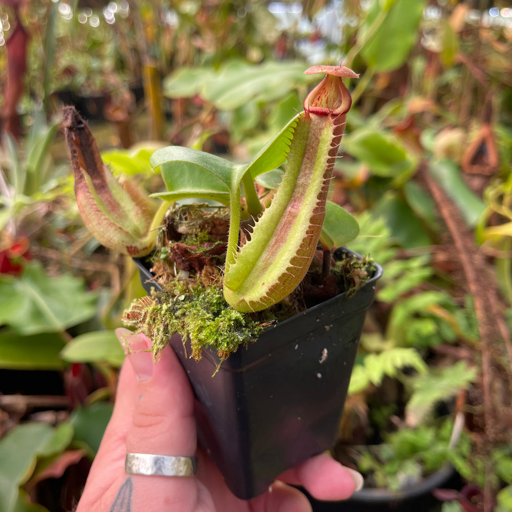 
                      
                        Nepenthes truncata (d-upton x C-E), CAR-0451
                      
                    