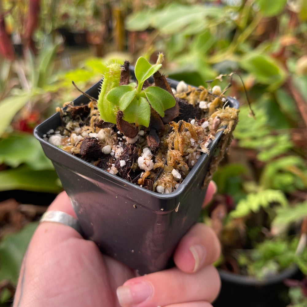 
                      
                        Nepenthes truncata (d-upton x C-E), CAR-0451
                      
                    