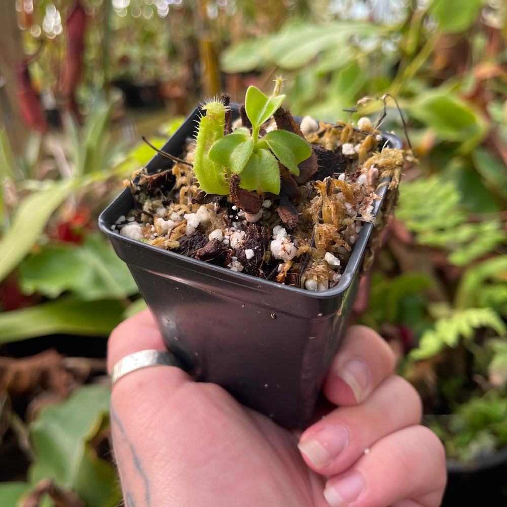 
                      
                        Nepenthes truncata (d-upton x C-E), CAR-0451
                      
                    