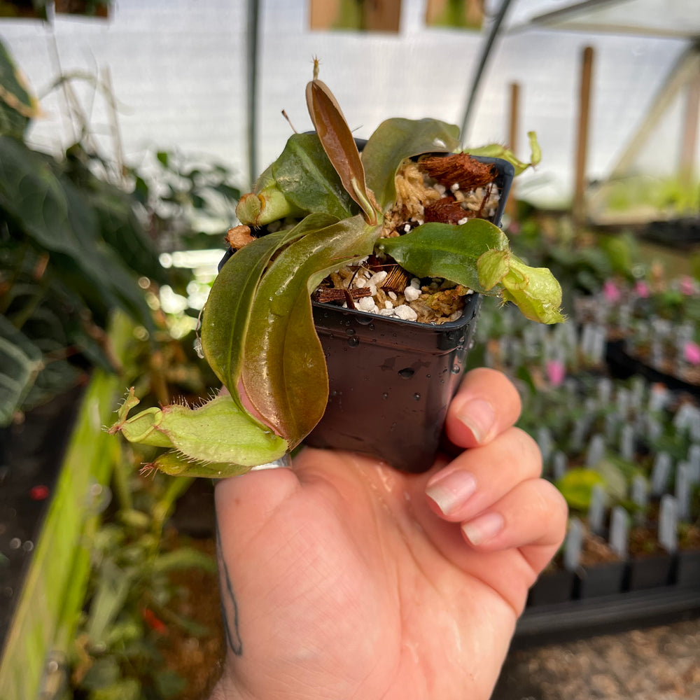 
                      
                        Nepenthes (Viking x rafflesiana) x veitchii 'The Wave', CAR-0452
                      
                    